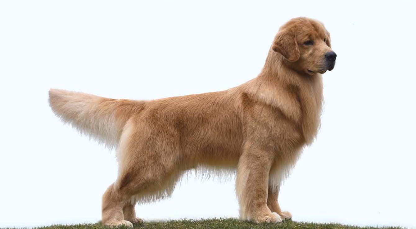 golden retriever stud dog albert CH Can MBIS RBIS GRCH Chestnut Doesn’t Get Better Than This BPIS Can SDHF CGN